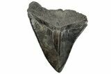 Serrated, Fossil Megalodon Tooth - South Carolina #312029-1